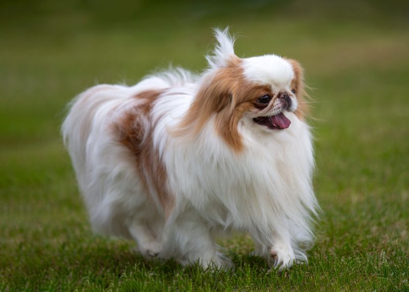 Japanese Chin