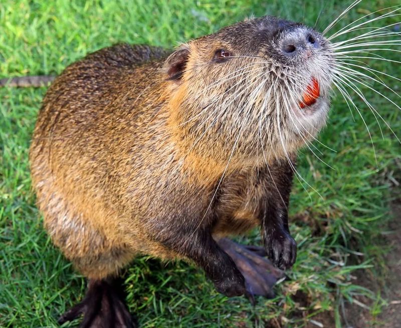 Nutria