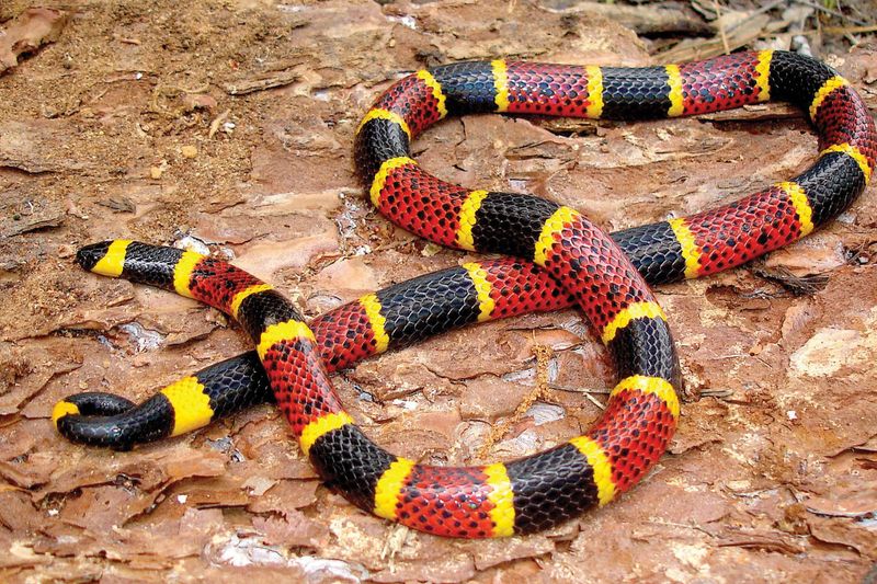 Coral Snake