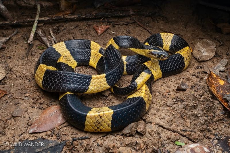 Banded Krait