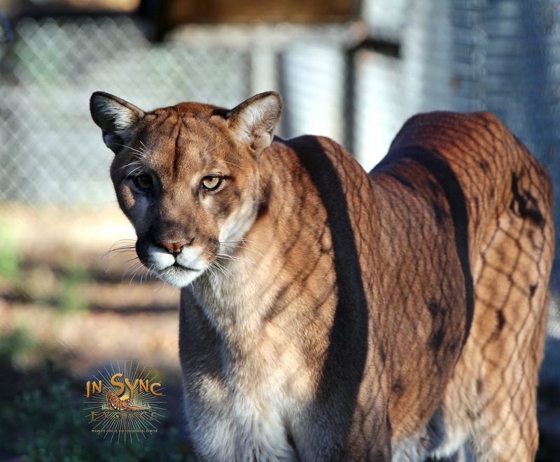 Cougars