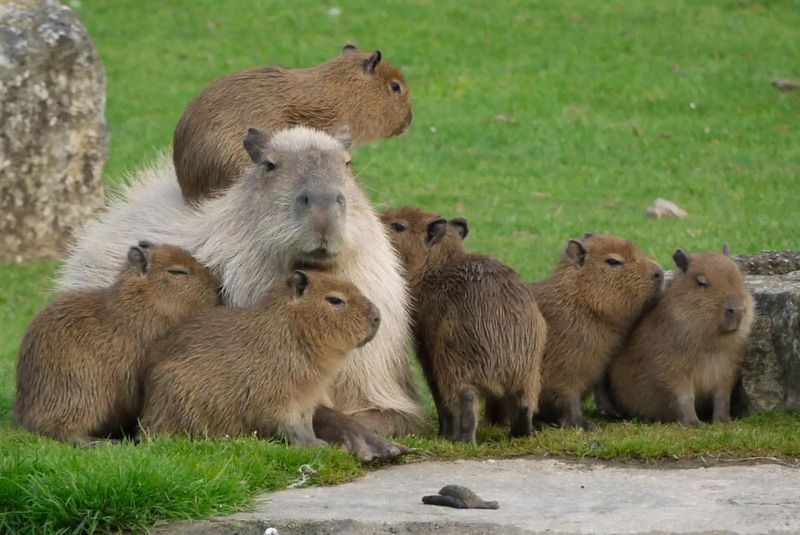 Capybara