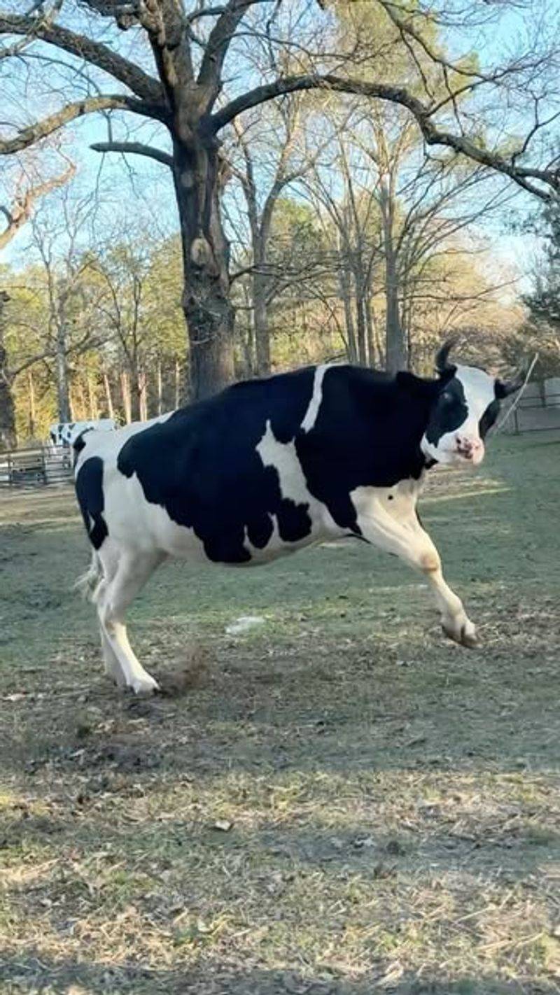Cow