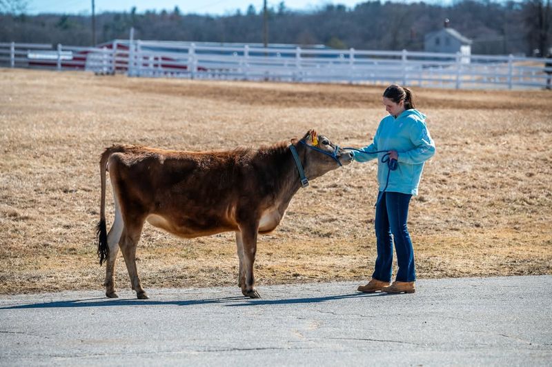 Cows Can Be Trained