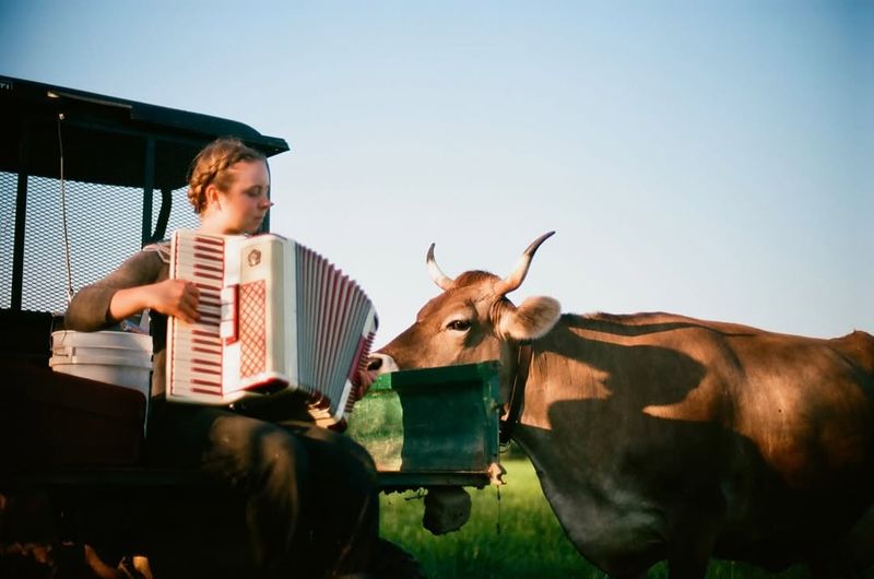 Cows Enjoy Music