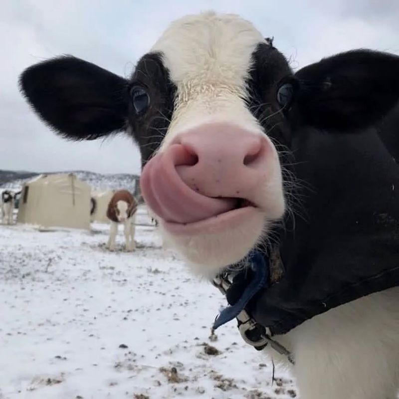 Cows Have A Unique Moo