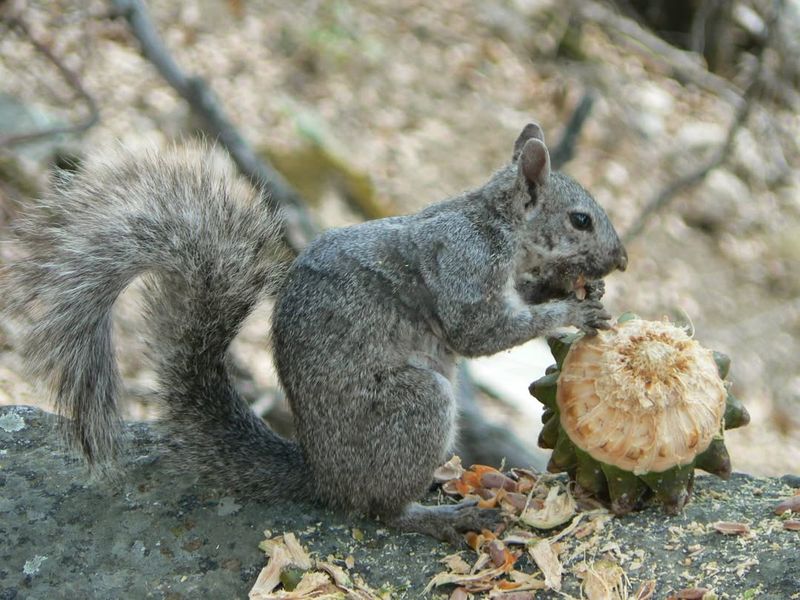 Grey Squirrel