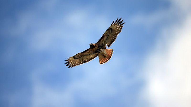 Red-tailed Hawk