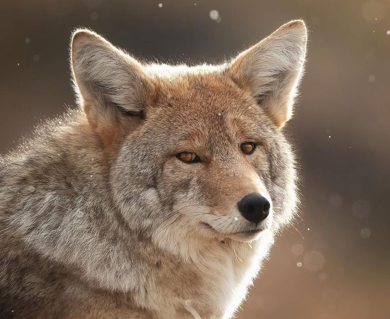 Coyote