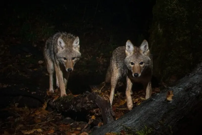 Coyote Behavior At Night