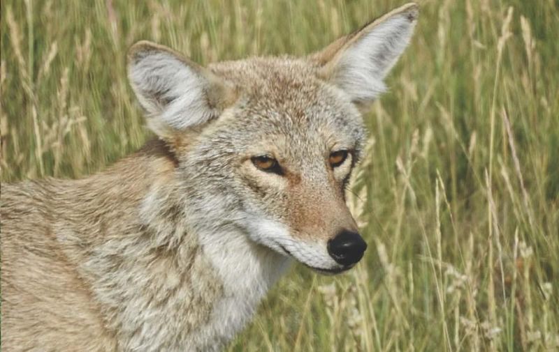 Coyote Education And Outreach
