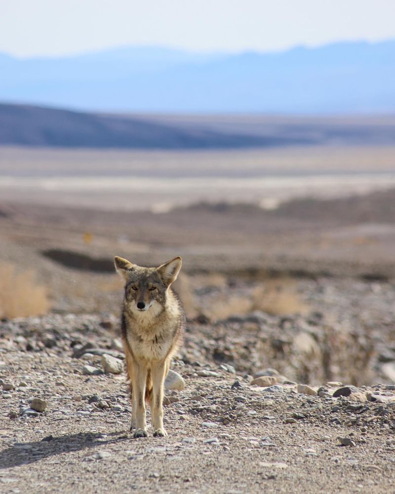 Coyote History In California