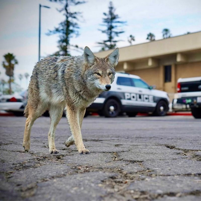 Coyote Myths And Misconceptions
