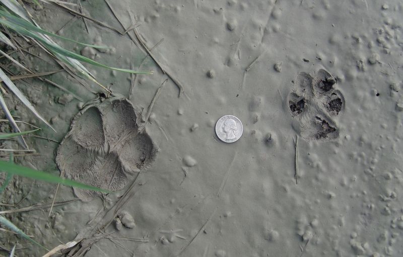 Coyote Tracking