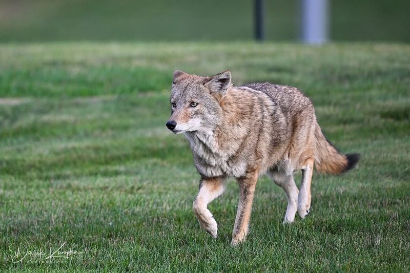 Coyotes