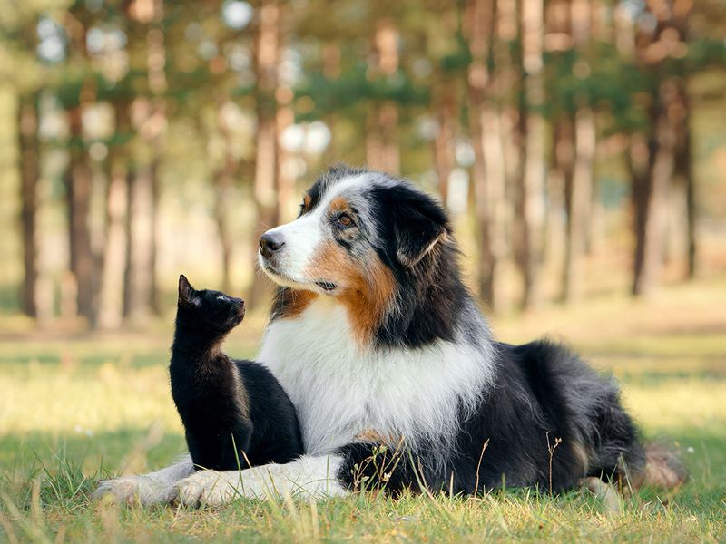 Create A Pet-Friendly Space
