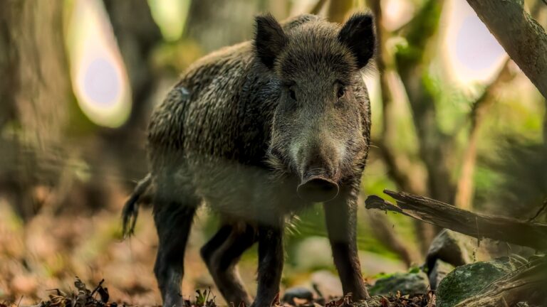Creatures To Beware Of When Adventuring In Louisiana's Atchafalaya Basin