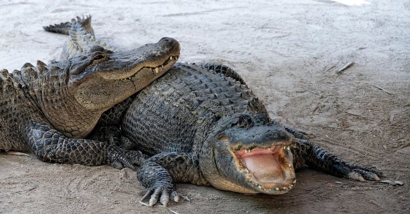 American Alligator