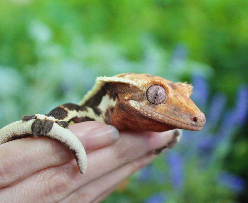 Crested Gecko