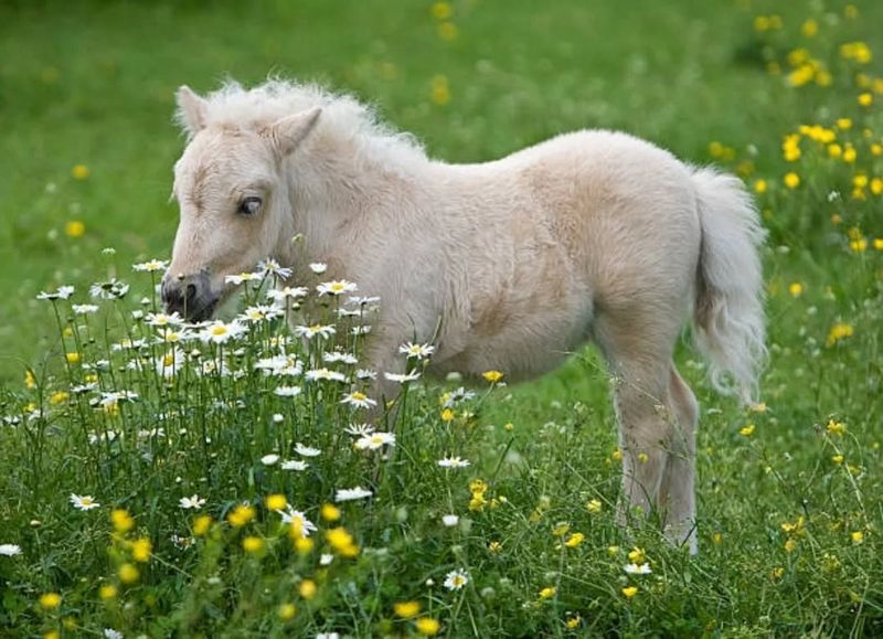 Miniature Horse