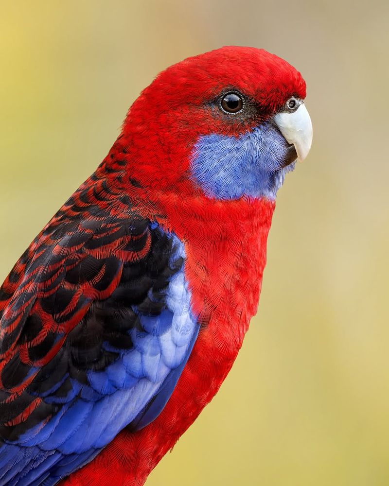 Crimson Rosella