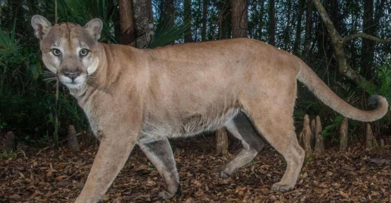 Critically Endangered Florida Panther May Disappear Forever In 2025