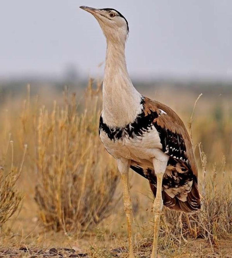 Native Habitat