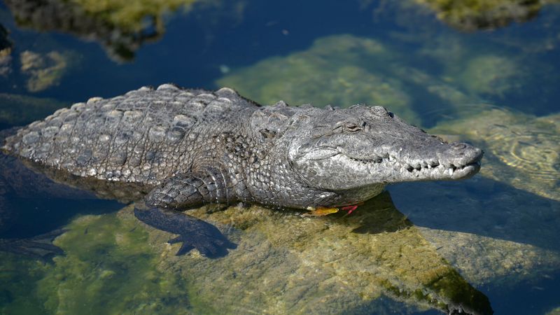 Crocodiles