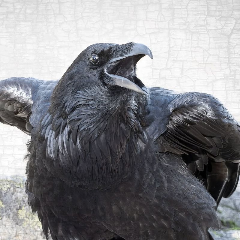 Crows And Ravens