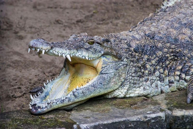 Cuban Crocodile (Crocodylus Rhombifer)