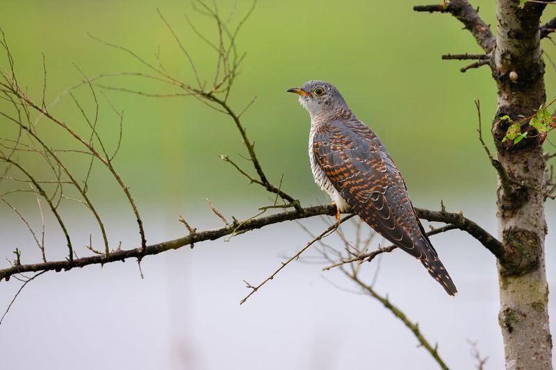 The Cuckoo's Lifecycle