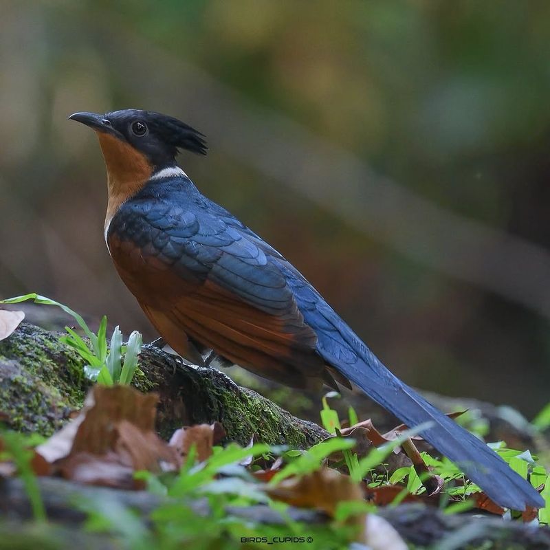 Conservation Status Of Cuckoos