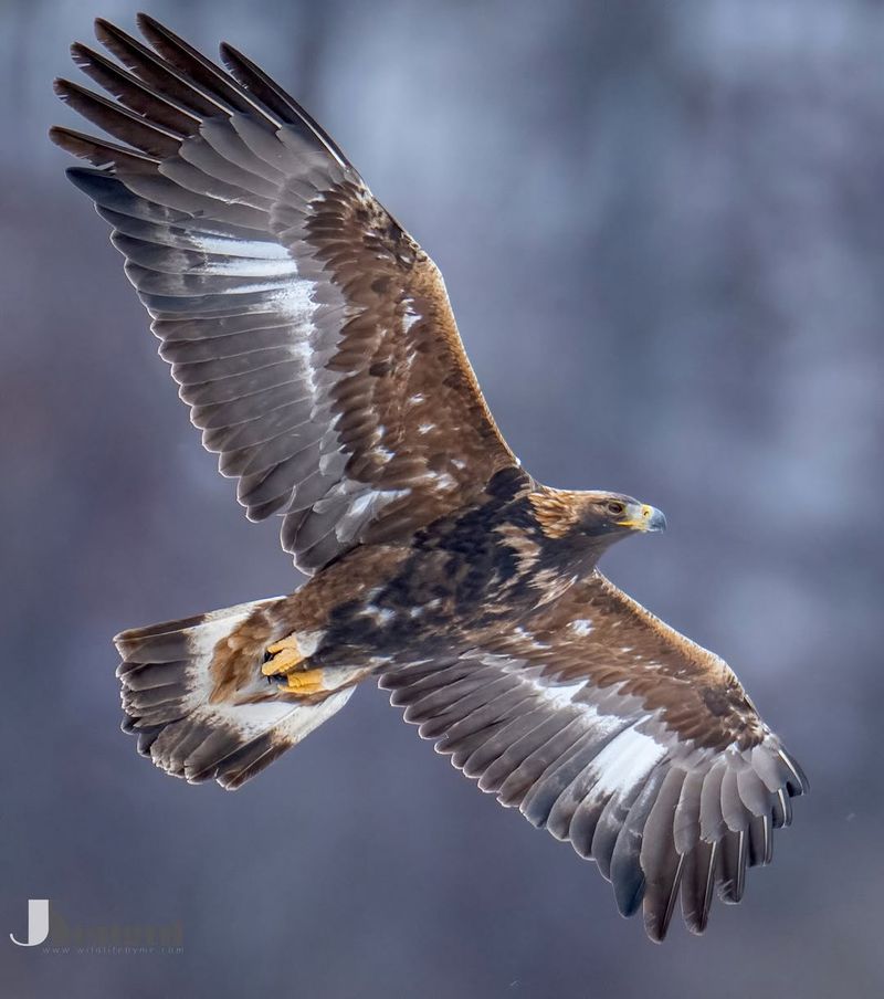Conservation Efforts