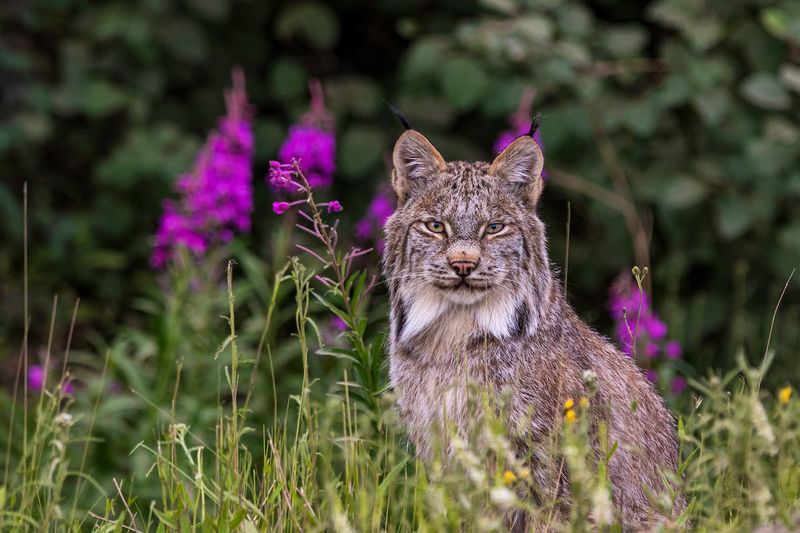 Research And Monitoring: Tracking Lynx For Conservation