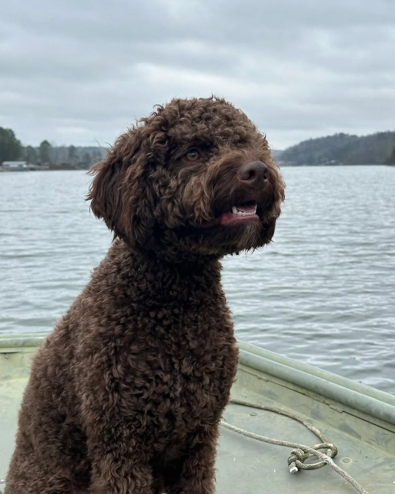 Lagotto Romagnolo