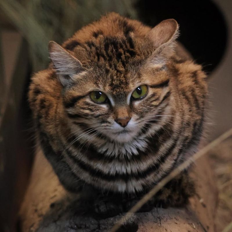 Black-Footed Cat