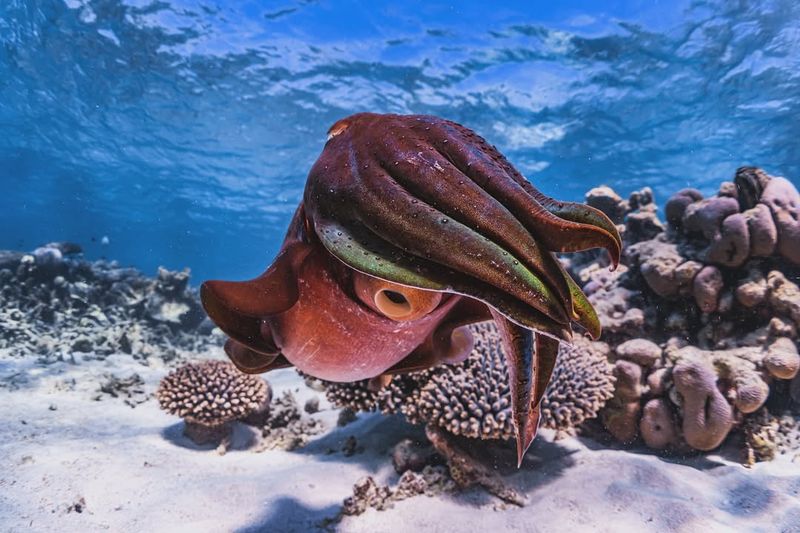 Cuttlefish