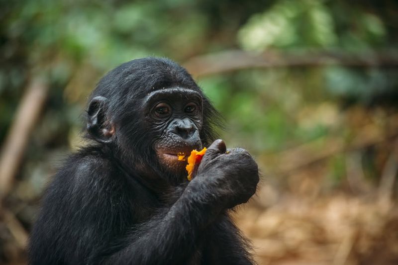 Bonobo