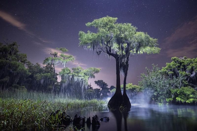 Cypress Swamps