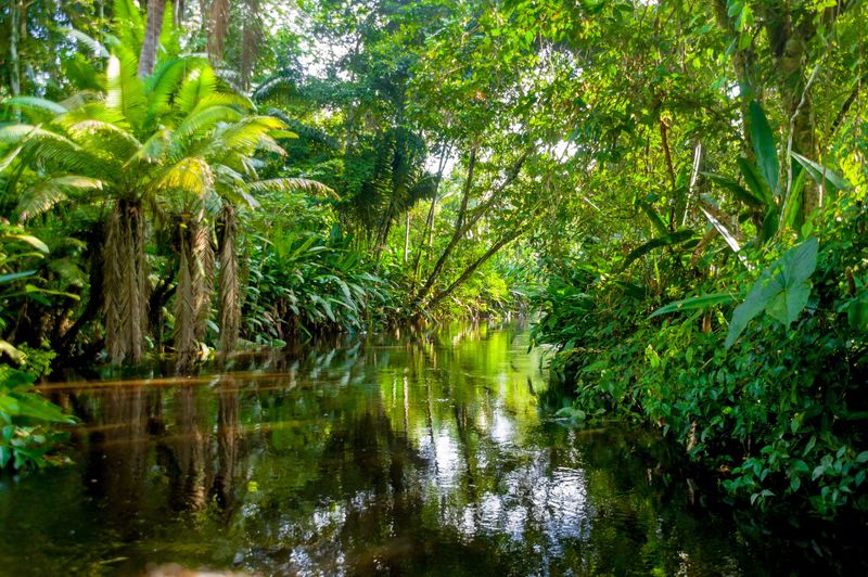 Amazon’s Mystery Snake: How This Species Went Undetected For So Long