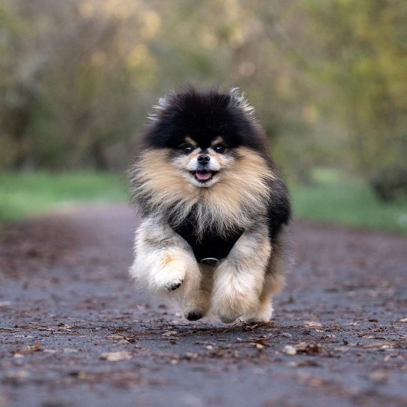 Pomeranian