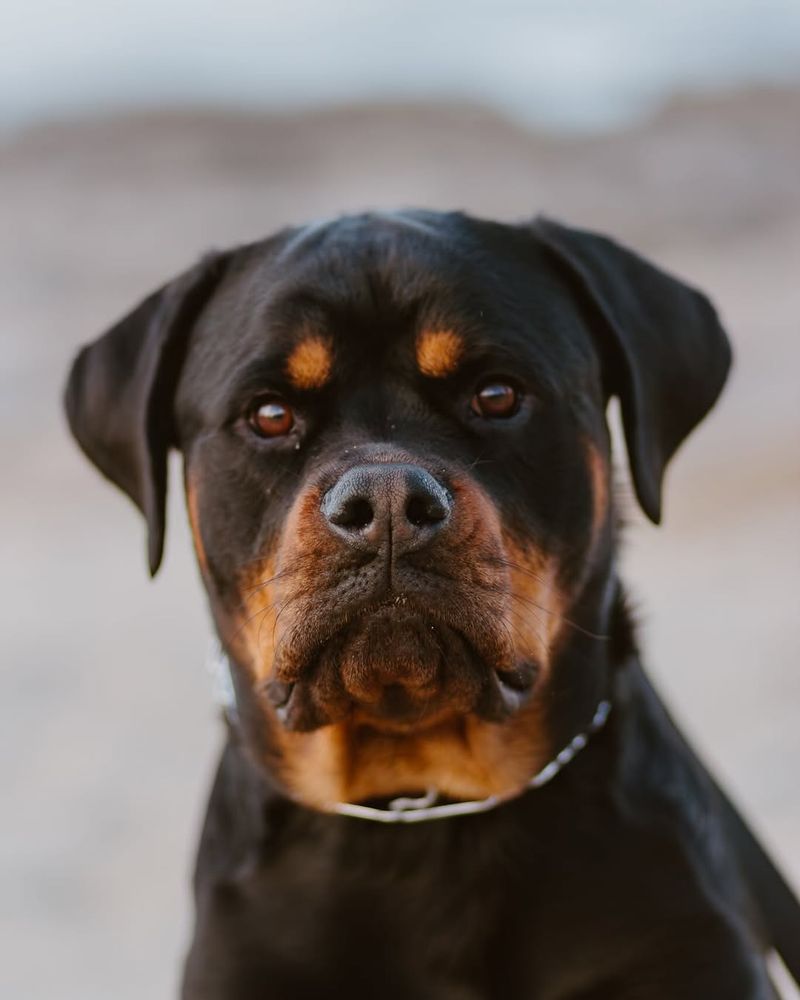 Rottweiler