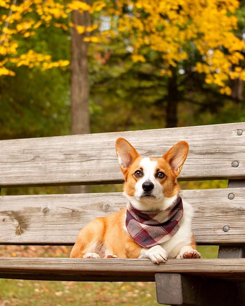 Pembroke Welsh Corgi