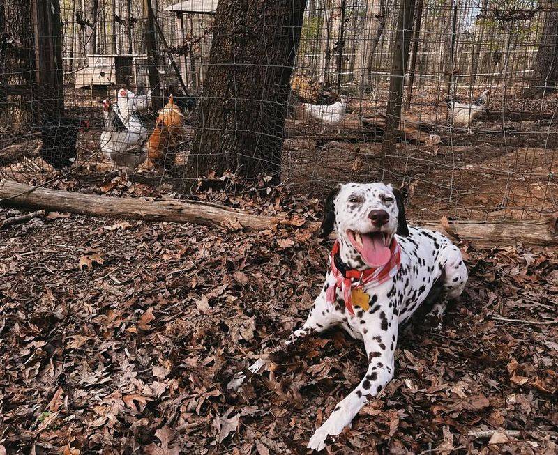 Dalmatian