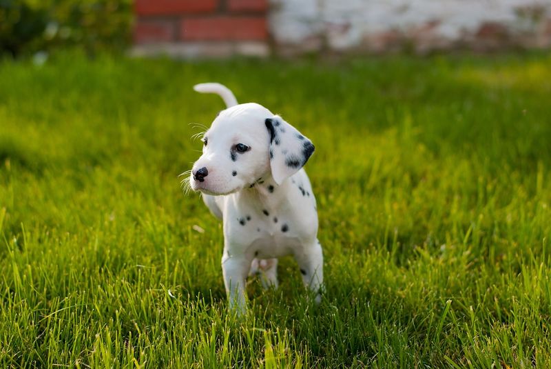 Dalmatian