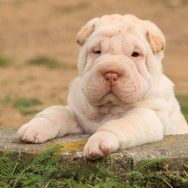 Shar Pei