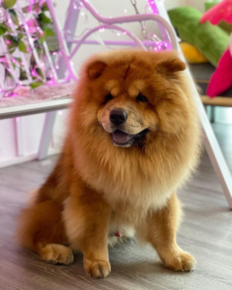 Chow Chow