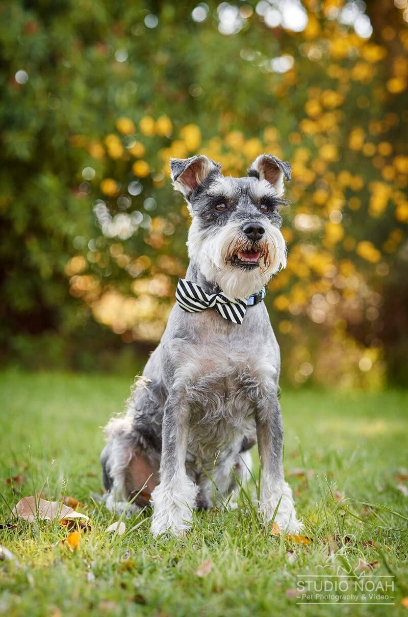 Miniature Schnauzer