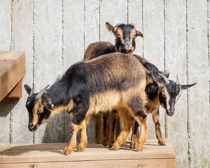 San Clemente Island Goat