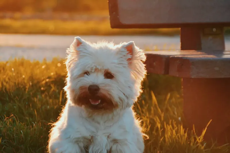 Skye Terrier